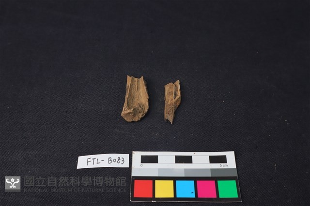 獸骨藏品圖，第1張