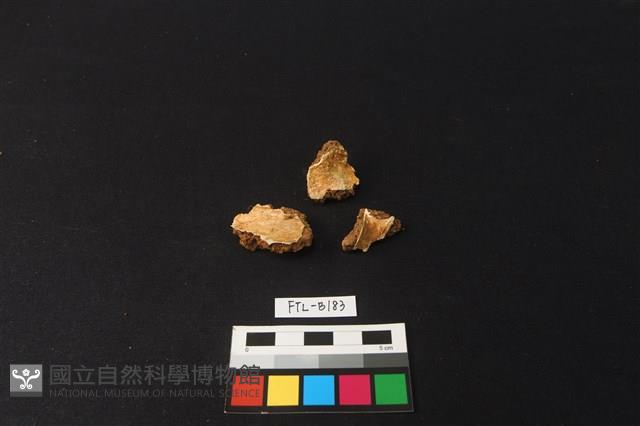 獸骨藏品圖，第1張