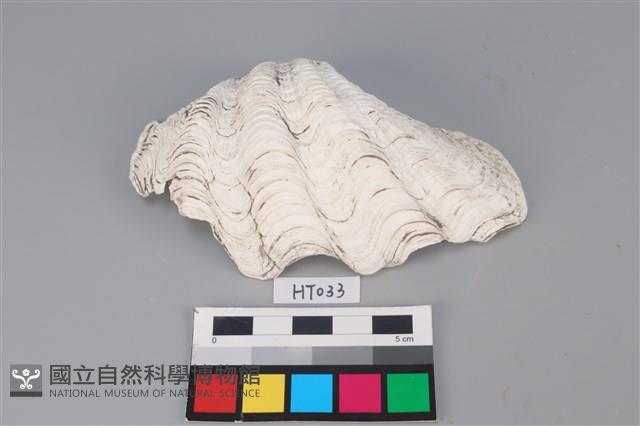 獸骨藏品圖，第1張