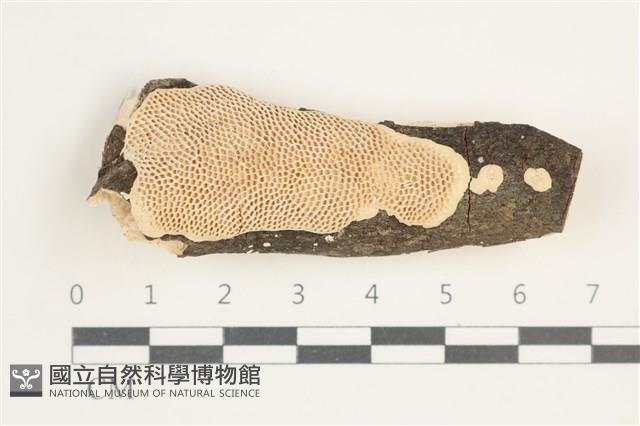 登錄號:F0028458藏品圖，第1張