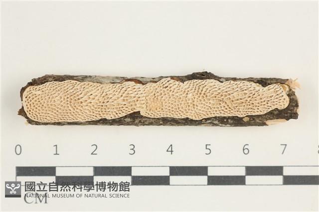 登錄號:F0028460藏品圖，第1張