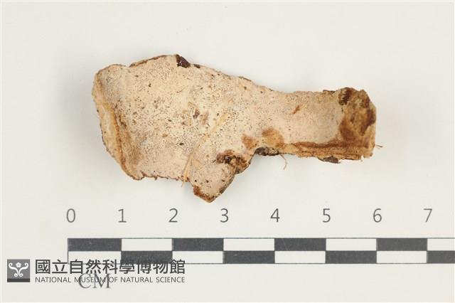 登錄號:F0032276藏品圖，第1張