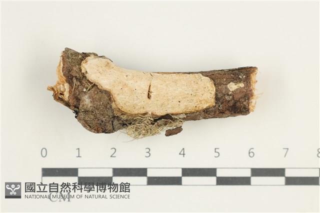 登錄號:F0027812藏品圖，第1張