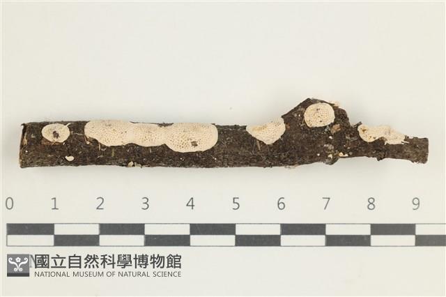 登錄號:F0030907藏品圖，第1張
