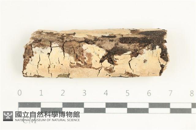登錄號:F0026605藏品圖，第1張