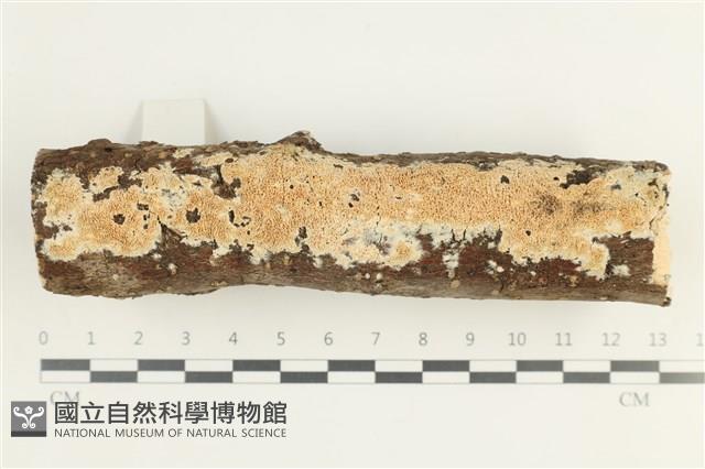 登錄號:F0025643藏品圖，第1張