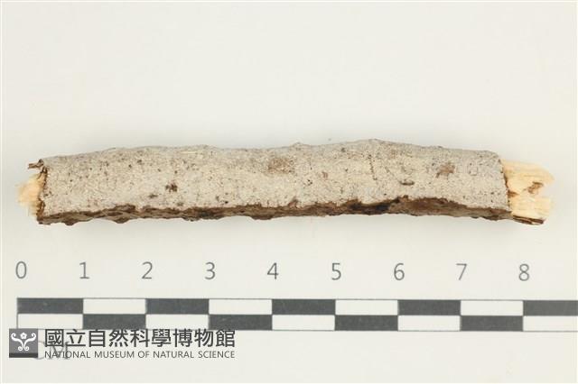 登錄號:F0031443藏品圖，第1張