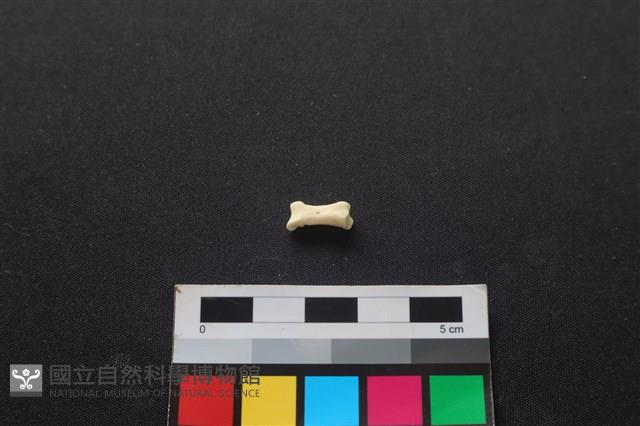 狗骨藏品圖，第1張