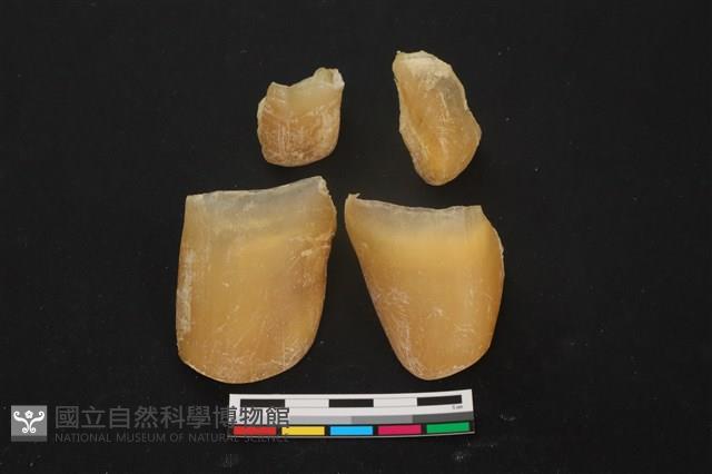豬骨藏品圖，第1張