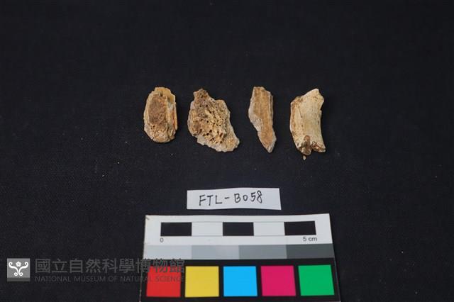 獸骨藏品圖，第1張