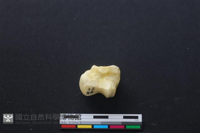 豬骨藏品圖，第1張
