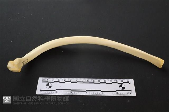 豬骨藏品圖，第1張