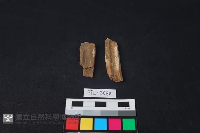 獸骨藏品圖，第1張