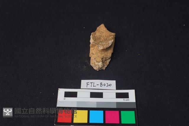 鹿骨藏品圖，第1張