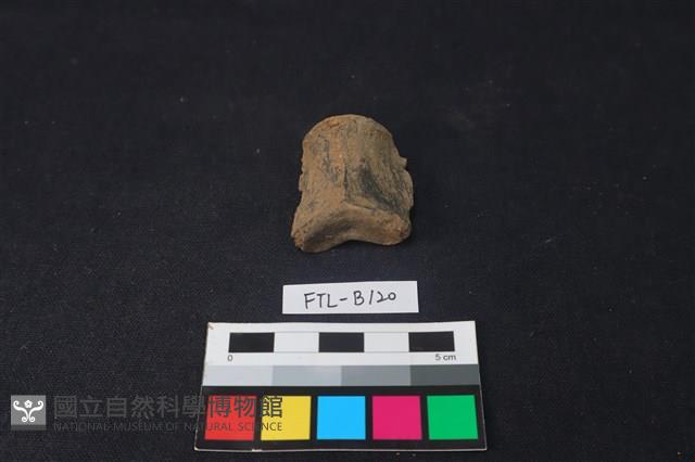 獸骨藏品圖，第1張