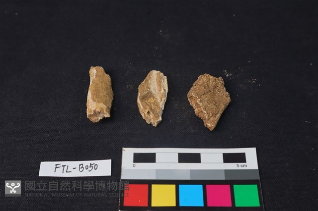 獸骨藏品圖，第1張