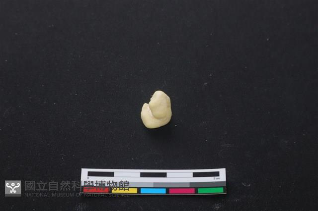 豬骨藏品圖，第1張