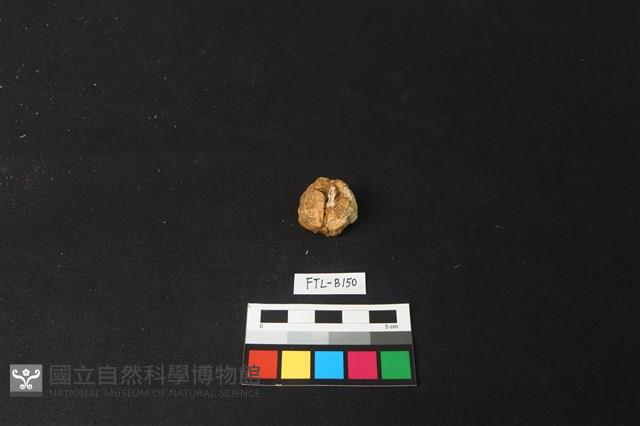 獸骨藏品圖，第1張