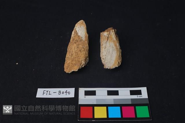 獸骨藏品圖，第1張