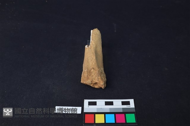 獸骨藏品圖，第1張