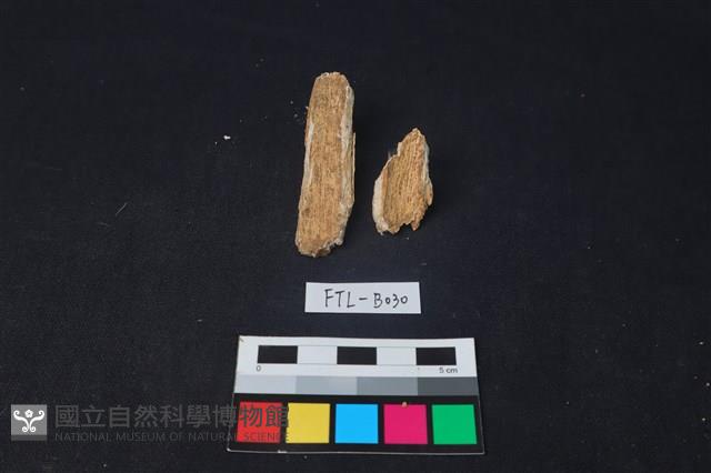 獸骨藏品圖，第1張