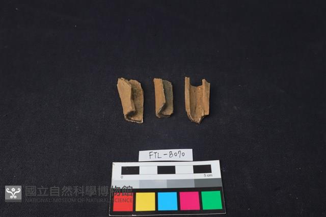 獸骨藏品圖，第1張