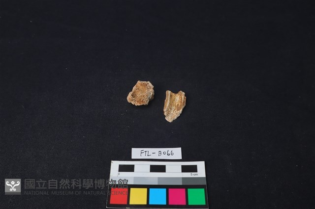 獸骨藏品圖，第1張