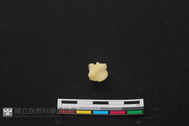 豬骨藏品圖，第1張