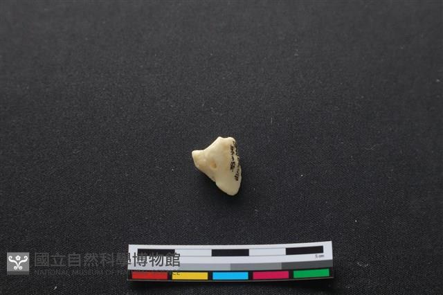 豬骨藏品圖，第1張