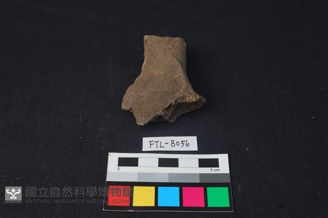 獸骨藏品圖，第1張