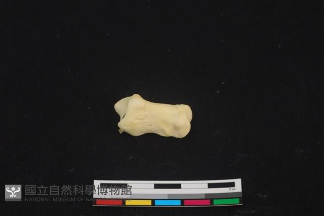 豬骨藏品圖，第1張