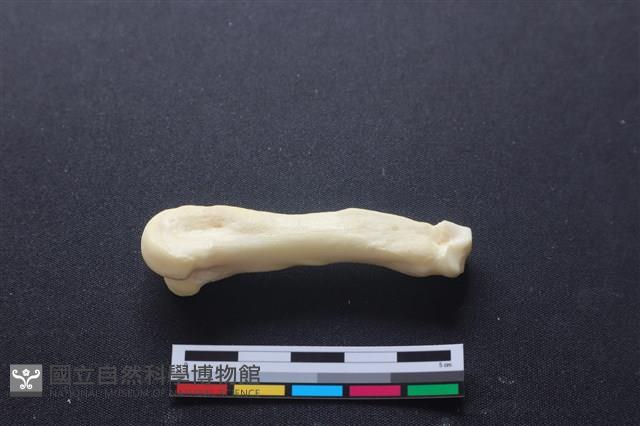 豬骨藏品圖，第1張