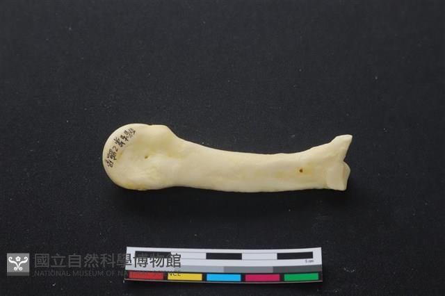 豬骨藏品圖，第1張