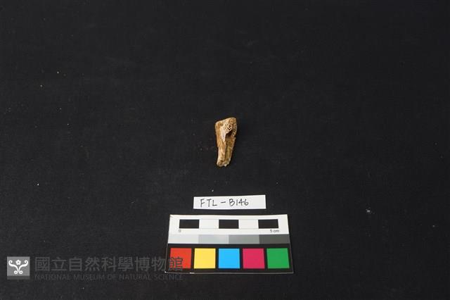 獸骨藏品圖，第1張