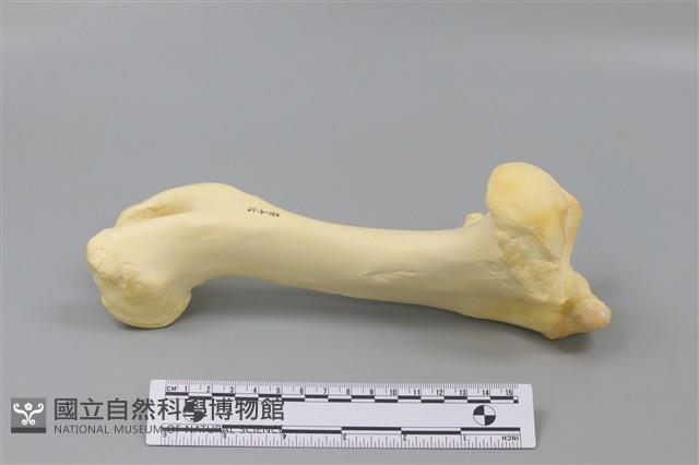 豬骨藏品圖，第1張