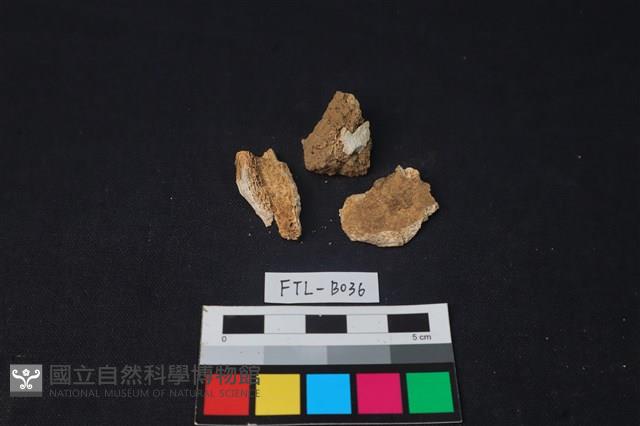 獸骨藏品圖，第1張