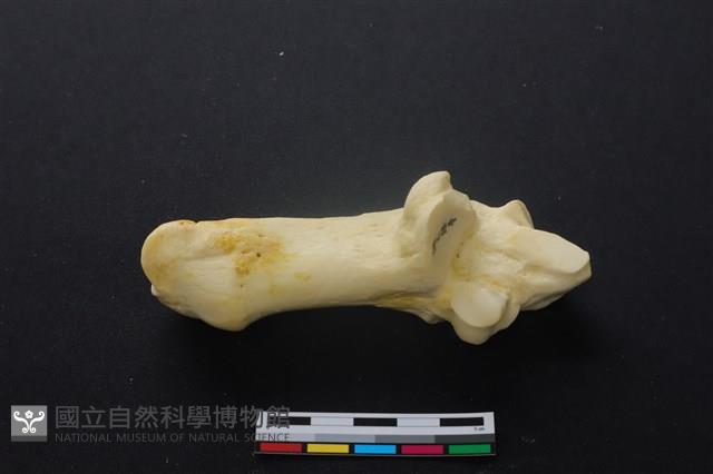 豬骨藏品圖，第1張