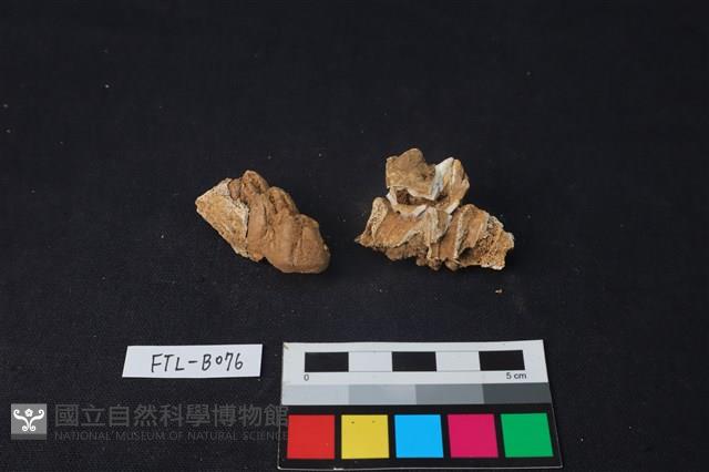 豬骨藏品圖，第1張