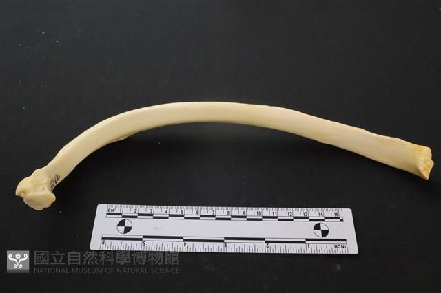 豬骨藏品圖，第1張