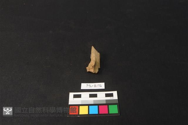 鹿骨藏品圖，第1張