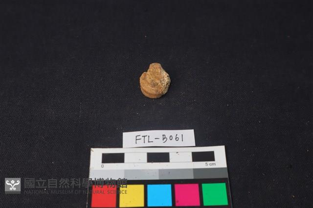 獸骨藏品圖，第1張