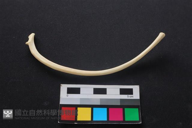 狗骨藏品圖，第1張