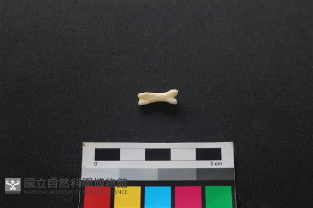 狗骨藏品圖，第1張