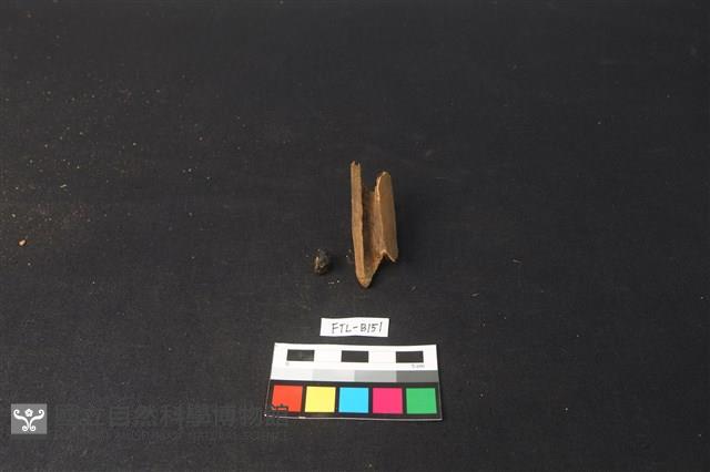 獸骨藏品圖，第1張