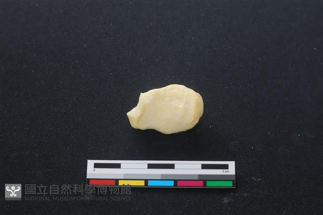 豬骨藏品圖，第1張