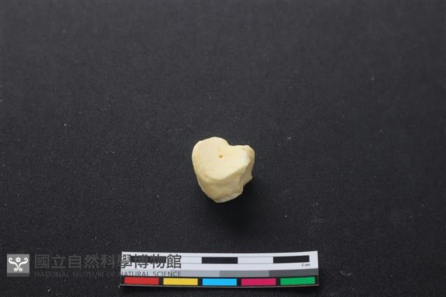 豬骨藏品圖，第1張