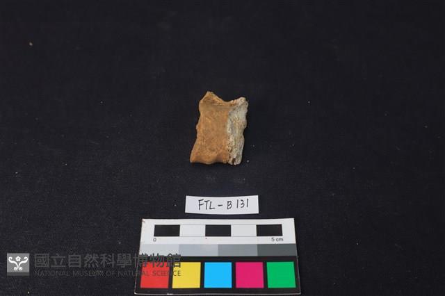 獸骨藏品圖，第1張