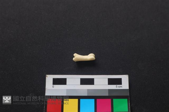 狗骨藏品圖，第1張