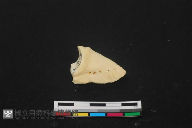 豬骨藏品圖，第1張