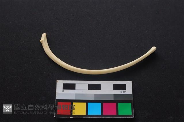 狗骨藏品圖，第1張